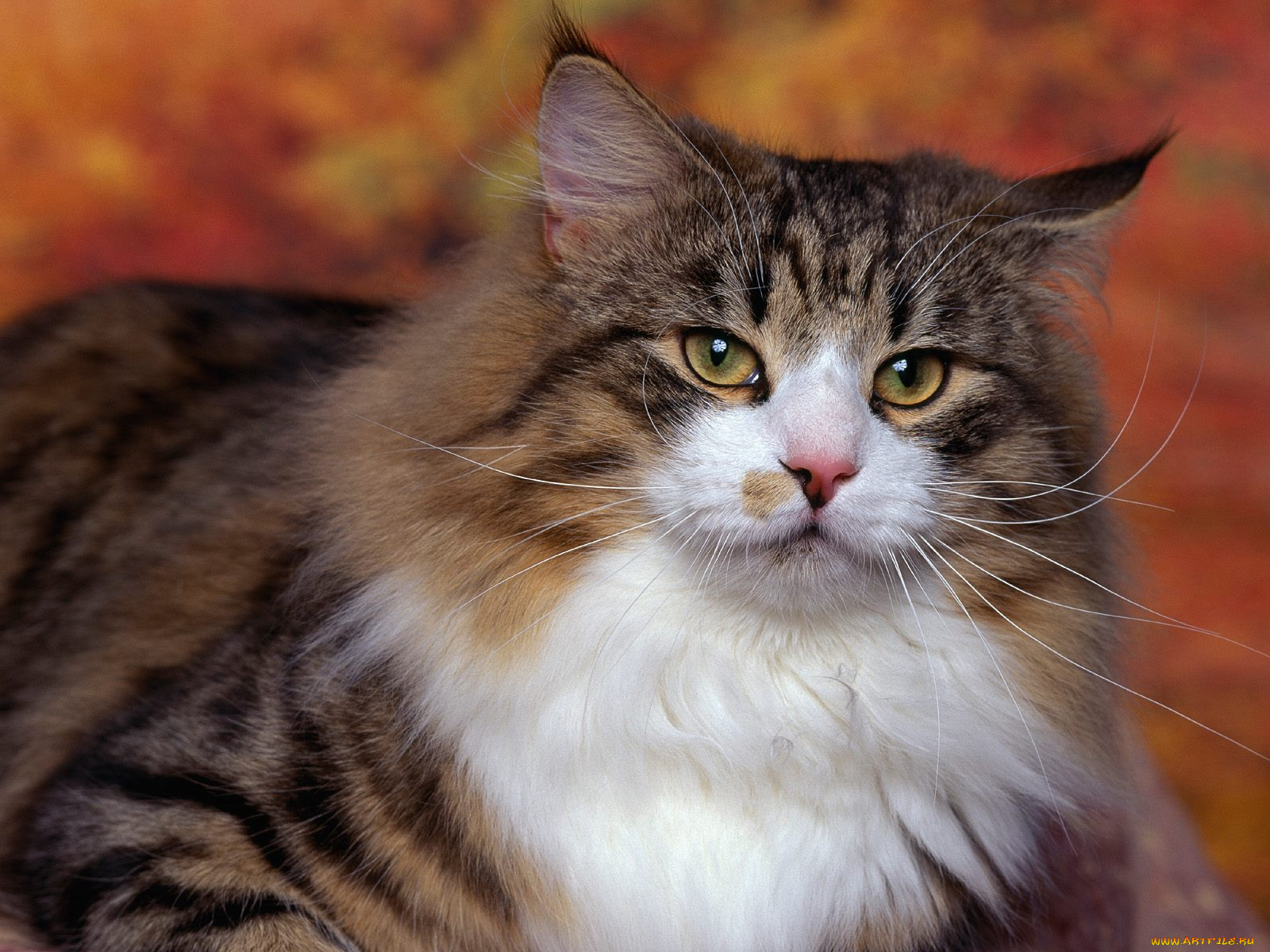 norwegian, forest, cat, , 